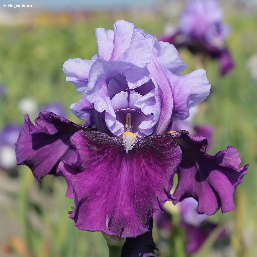 Iris germanica Bluebird Wine (Floração)