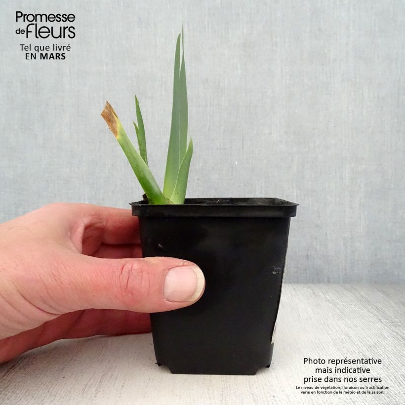 Amostra de Iris germanica Brin de Folie Vaso de 8/9 cm tal como entregue na primavera