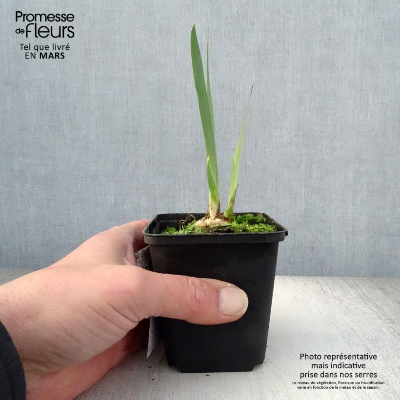 Amostra de Iris germanica Bruno Vaso de 8/9 cm tal como entregue na primavera