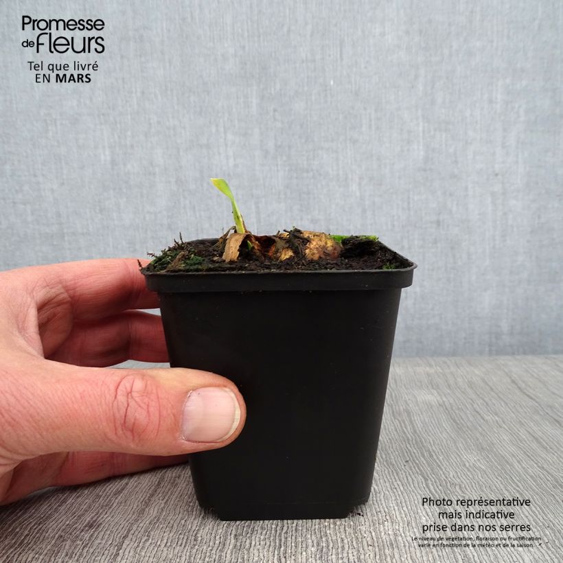 Amostra de Iris germanica Bruno - Iris des Jardins Godet de 8/9 cm tal como entregue no inverno