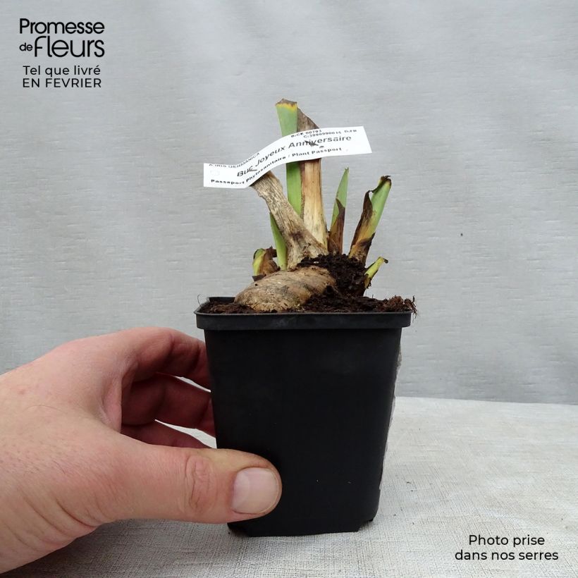 Amostra de Iris germanica Buc Joyeux Anniversaire - Iris des jardins remontant Vaso de 8/9 cm tal como entregue no inverno