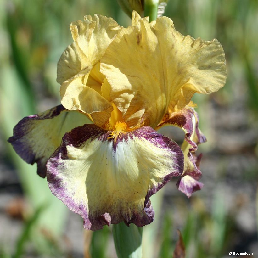 Iris germanica Bullwinkle (Floração)
