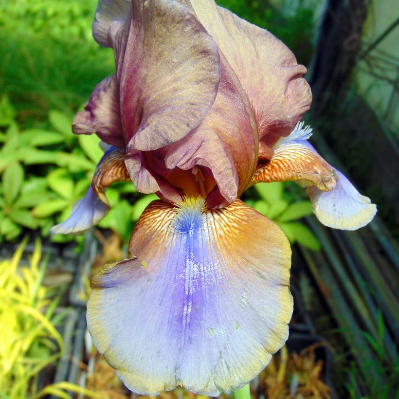 Iris germanica Burnt Toffee (Floração)