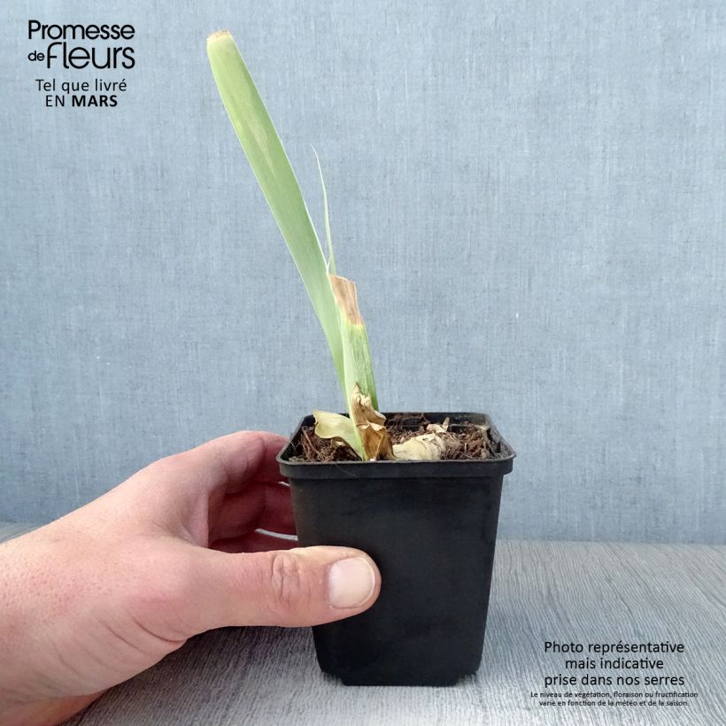 Amostra de Iris germanica Burnt Toffee Vaso de 8/9 cm tal como entregue na primavera