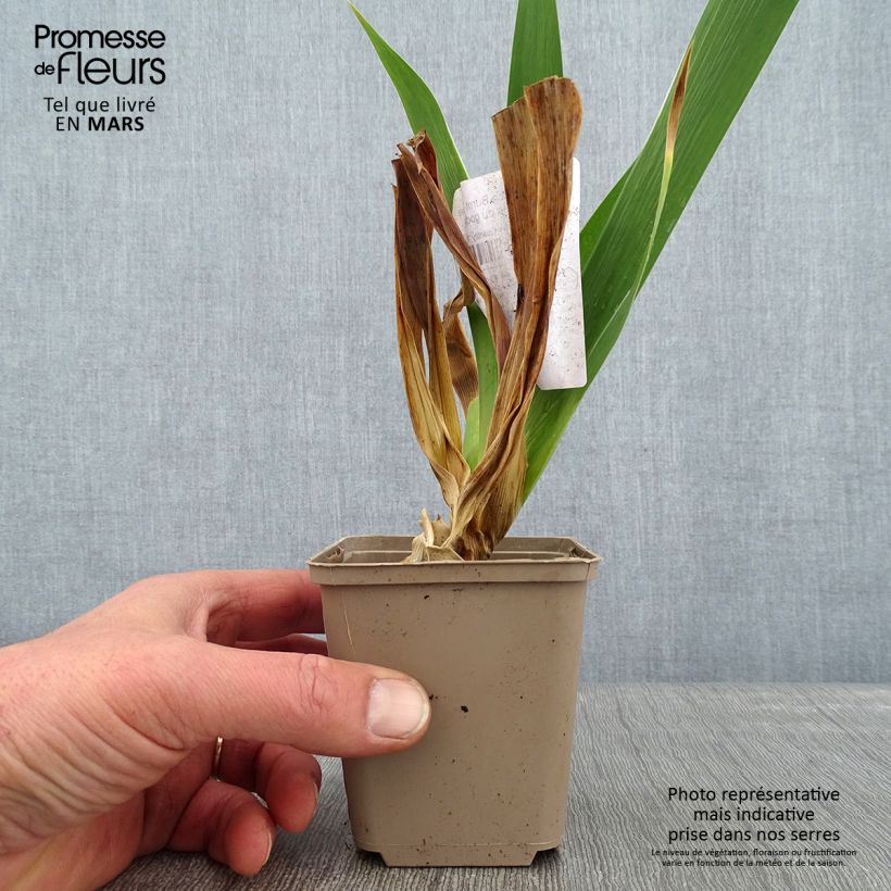 Amostra de Iris germanica Burnt Toffee Vaso de 8/9 cm tal como entregue no inverno