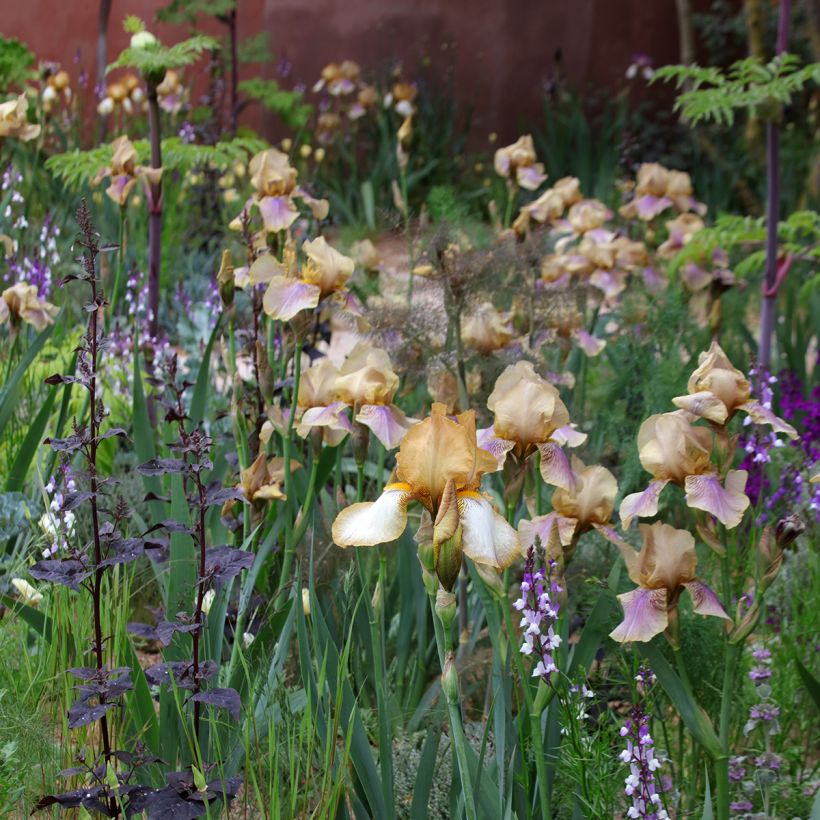 Iris germanica Burnt Toffee (Hábito)