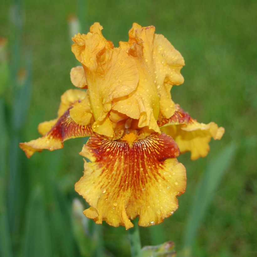 Iris germanica Burst (Floração)