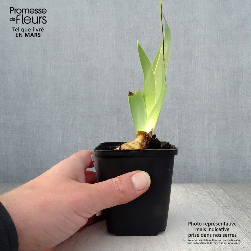 Amostra de Iris germanica Burst Vaso de 8/9 cm tal como entregue na primavera
