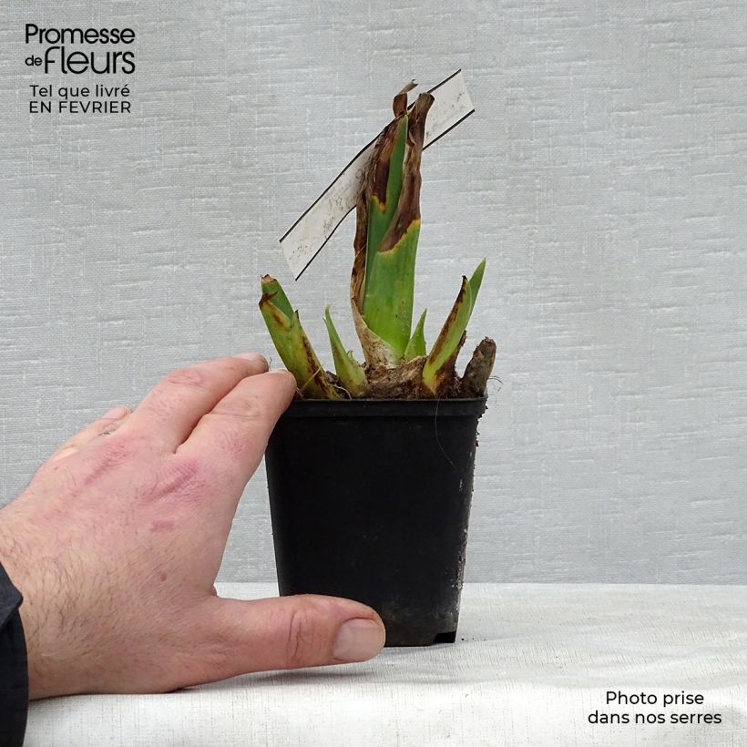 Amostra de Iris germanica Cameo wine Vaso de 8/9 cm tal como entregue no inverno