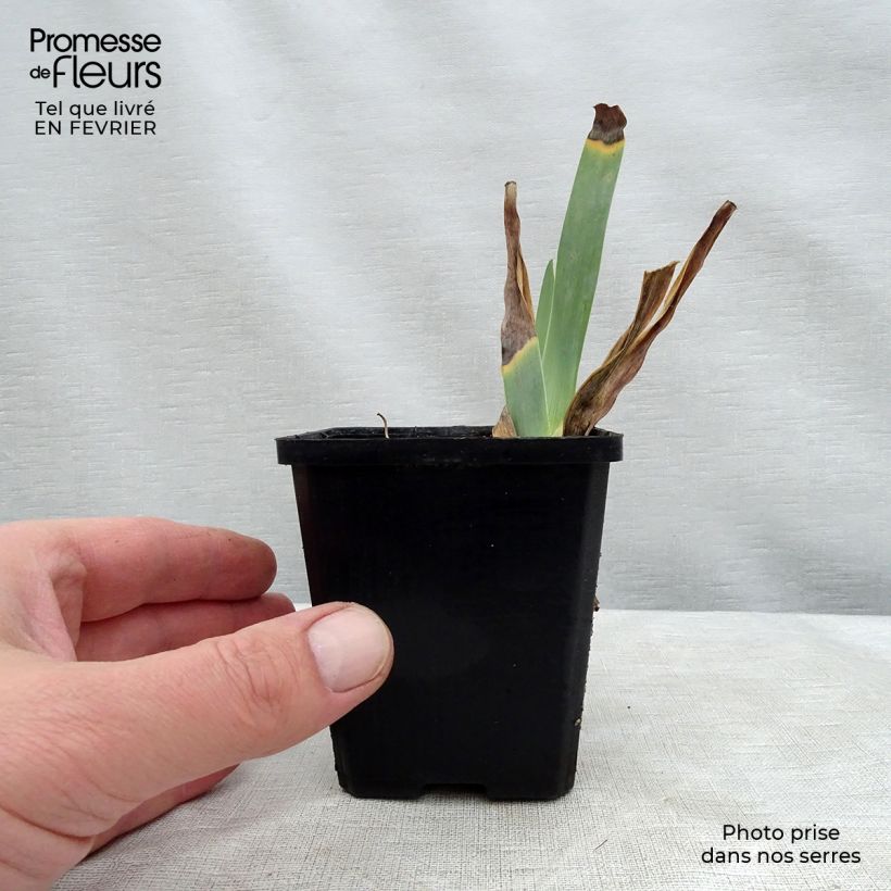 Amostra de Iris germanica Caprice de Star Vaso de 8/9 cm tal como entregue no inverno