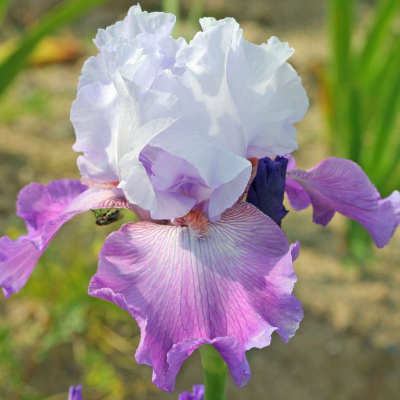 Iris germanica Carl and Sissy (Floração)