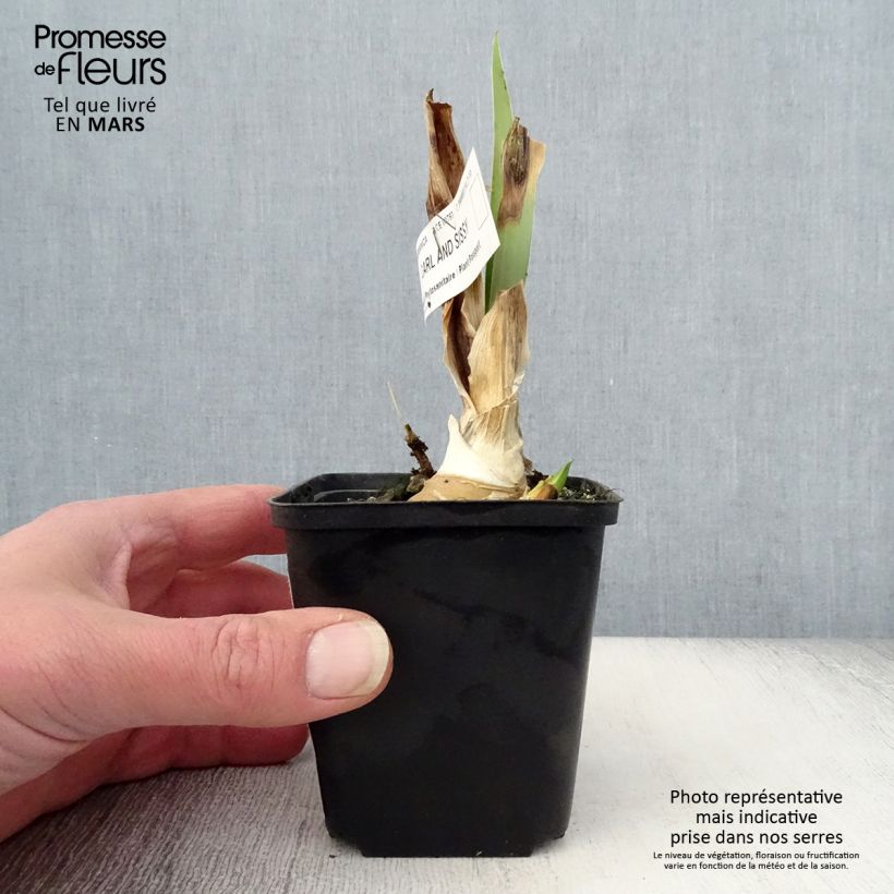 Amostra de Iris germanica Carl and Sissy Vaso de 8/9 cm tal como entregue na primavera