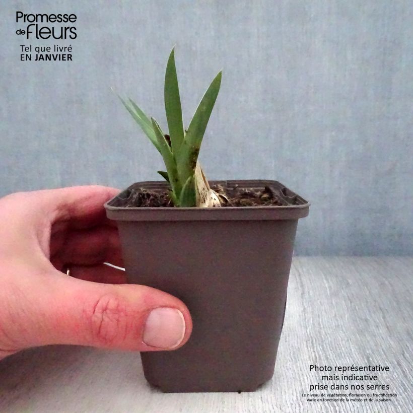 Amostra de Iris germanica Casque d'Or - Iris des Jardins Godet de 8/9 cm tal como entregue no inverno