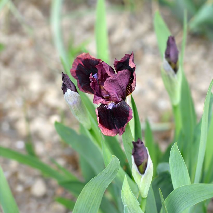 Iris germanica Cat's Eye (Floração)