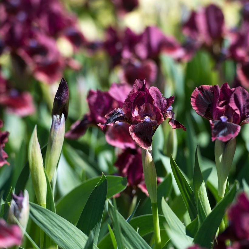 Iris germanica Cat's Eye (Hábito)