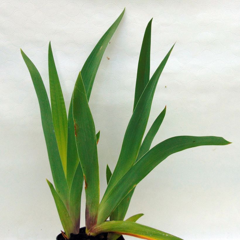 Iris germanica Champagne Frost (Folhagem)