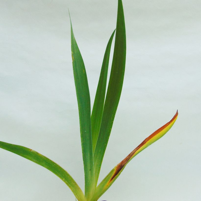 Iris germanica Chateau d Auvers Sur Oise (Folhagem)