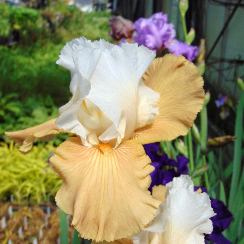 Iris germanica Chateau d Auvers Sur Oise (Floração)