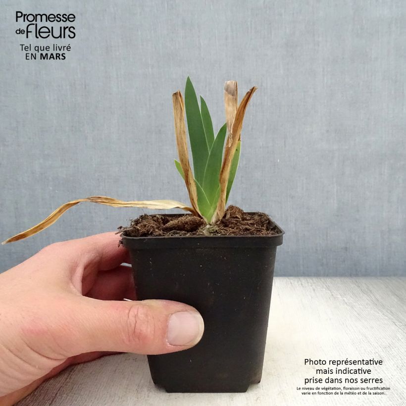 Amostra de Iris germanica Chateau d Auvers Sur Oise Vaso de 8/9 cm tal como entregue na primavera
