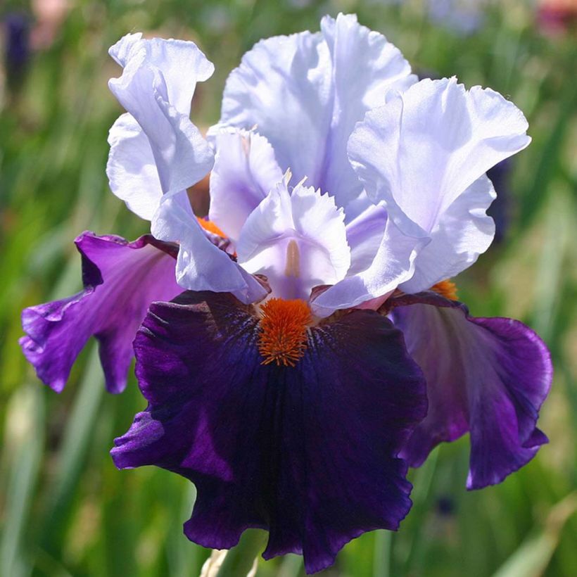 Iris germanica Chelsea Bleu (Floração)