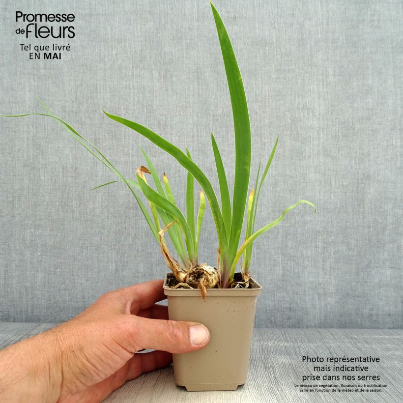 Amostra de Iris germanica Chelsea Bleu Vaso de 8/9 cm tal como entregue na primavera