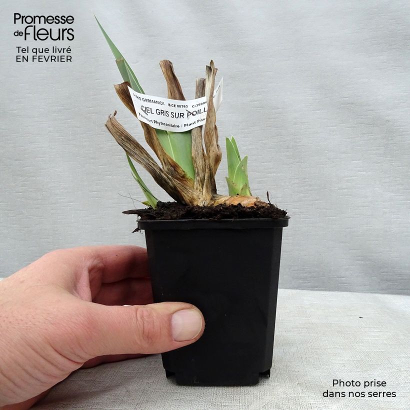 Amostra de Iris germanica Ciel Gris sur Poilly Vaso de 8/9 cm tal como entregue no inverno