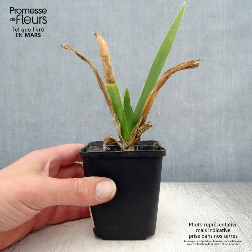 Amostra de Iris germanica Cigarillo Vaso de 8/9 cm tal como entregue na primavera
