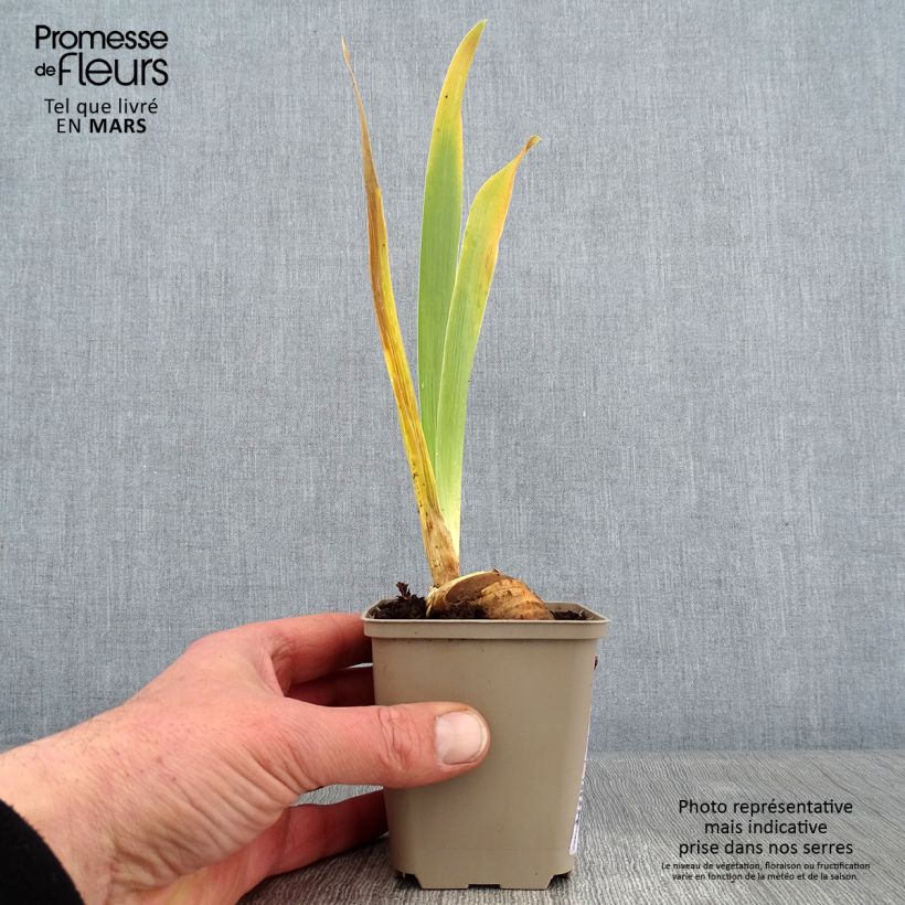 Amostra de Iris germanica Cigarillo - Iris des Jardins Godet de 8/9 cm tal como entregue no inverno