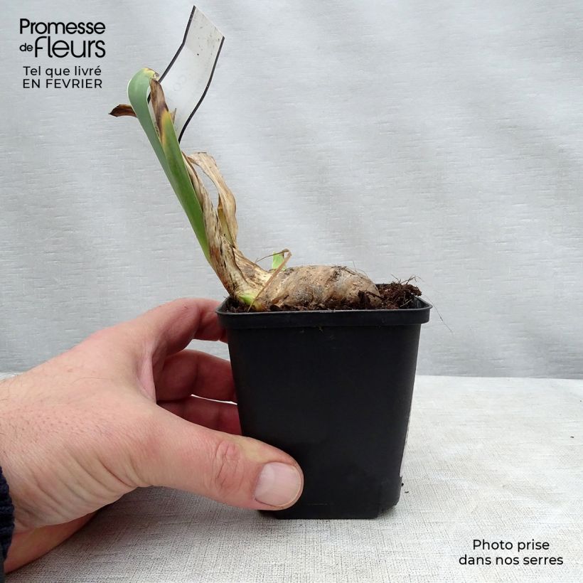 Amostra de Iris germanica Coffee Whisper - Iris des Jardins Vaso de 8/9 cm tal como entregue no inverno