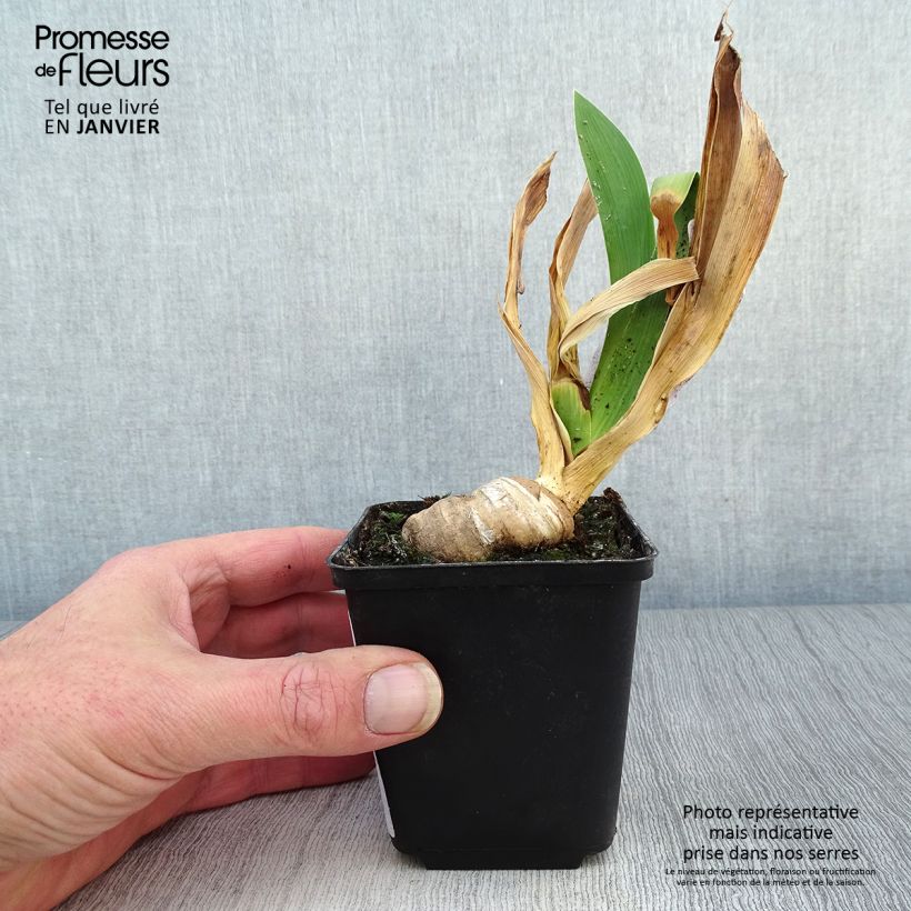 Amostra de Iris germanica Confiserie - Iris des Jardins Godet de 8/9 cm tal como entregue no inverno