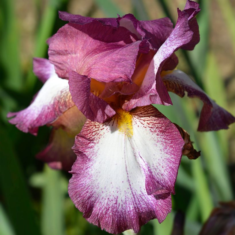 Iris germanica Crinoline (Floração)