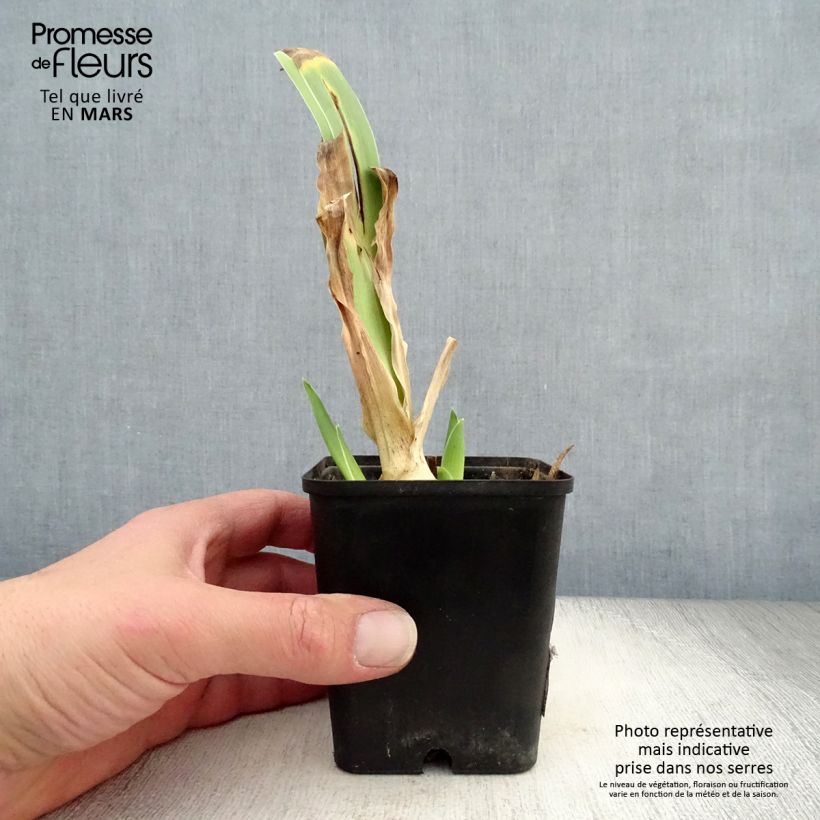 Amostra de Iris germanica Dance Hall Dandy Vaso de 8/9 cm tal como entregue na primavera