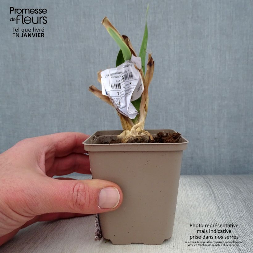 Amostra de Iris germanica Déguisement - Grand Iris des Jardins  Godet de 8/9 cm tal como entregue no inverno