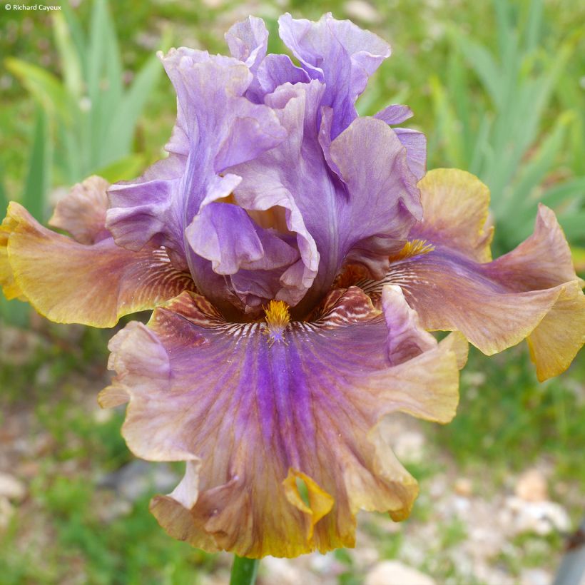 Iris germanica Déguisement (Floração)