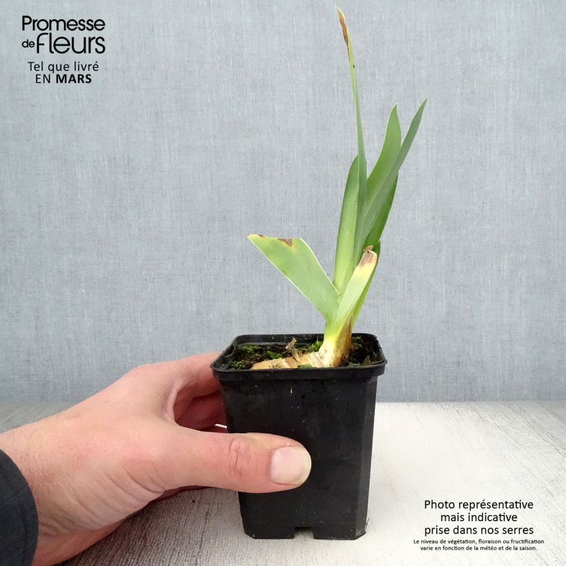 Amostra de Iris germanica Delta Blues Vaso de 8/9 cm tal como entregue na primavera