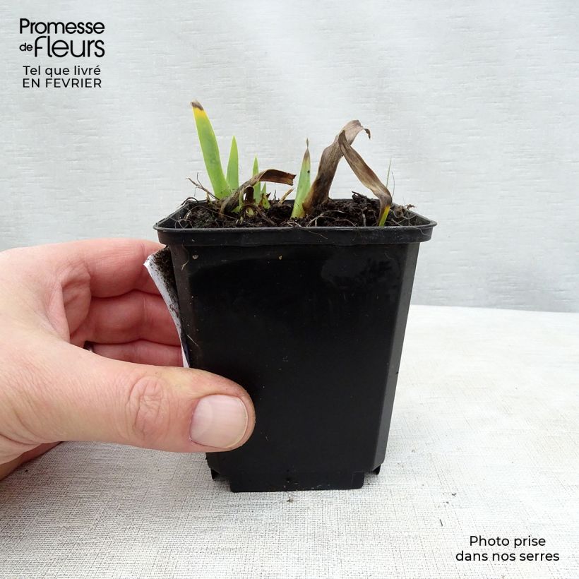 Amostra de Iris germanica Devil Baby - Iris des Jardins Lilliput Vaso de 8/9 cm tal como entregue no inverno