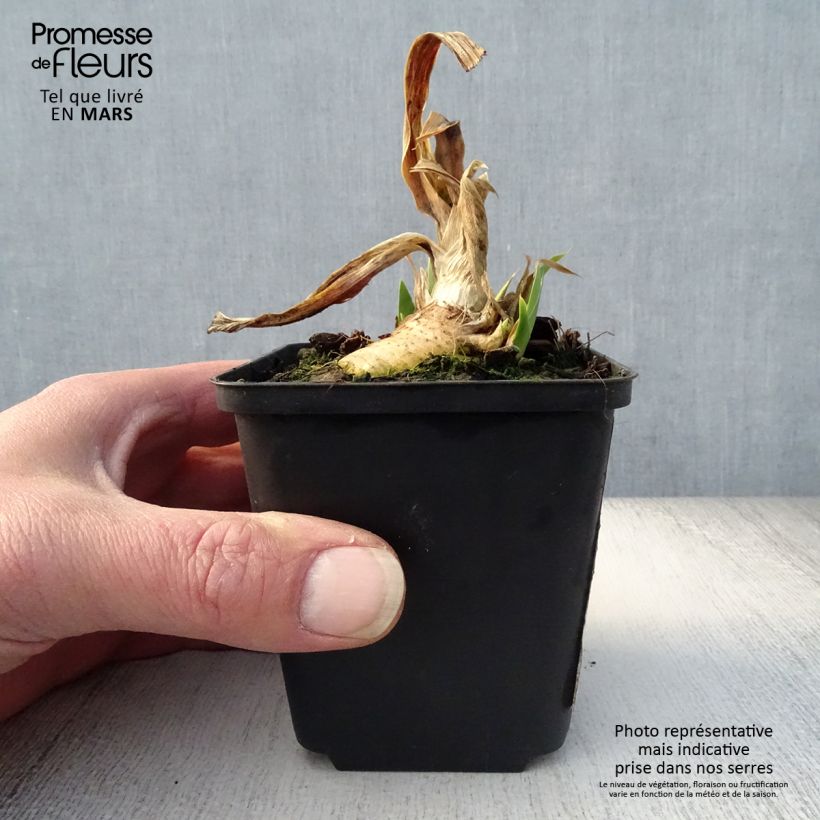 Amostra de Iris germanica Devil Baby Vaso de 8/9 cm tal como entregue na primavera