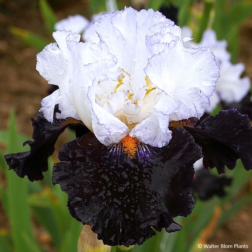 Iris germanica Domino Noir (Floração)