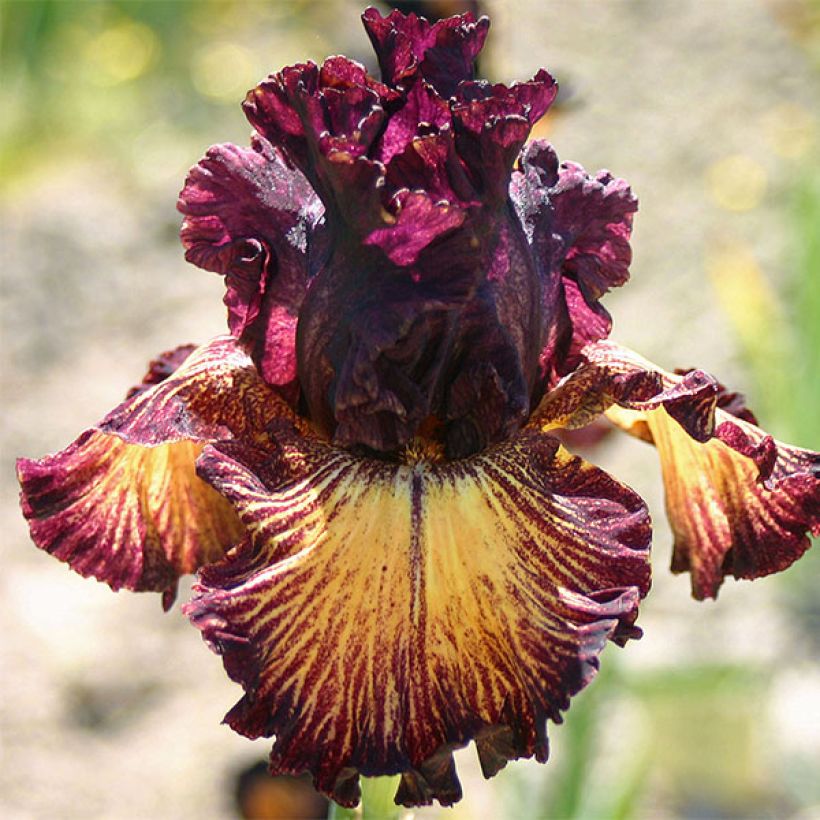 Iris germanica Drama Queen (Floração)