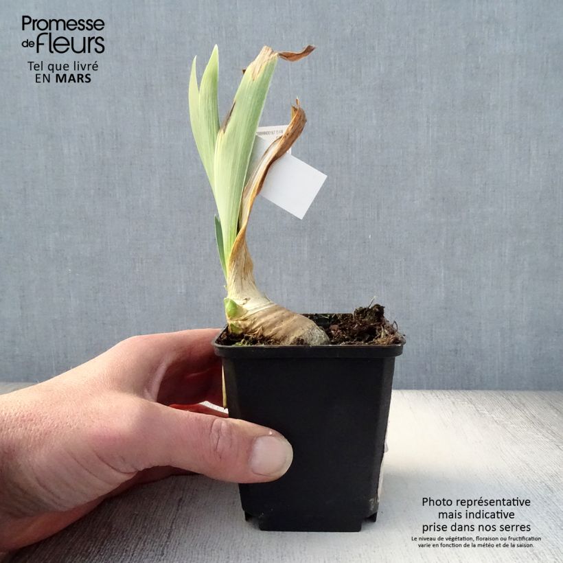 Amostra de Iris germanica Drama Queen Vaso de 8/9 cm tal como entregue na primavera