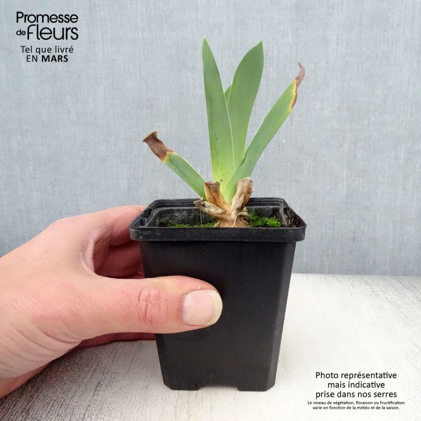 Amostra de Iris germanica Edith Wolford Vaso de 8/9 cm tal como entregue na primavera