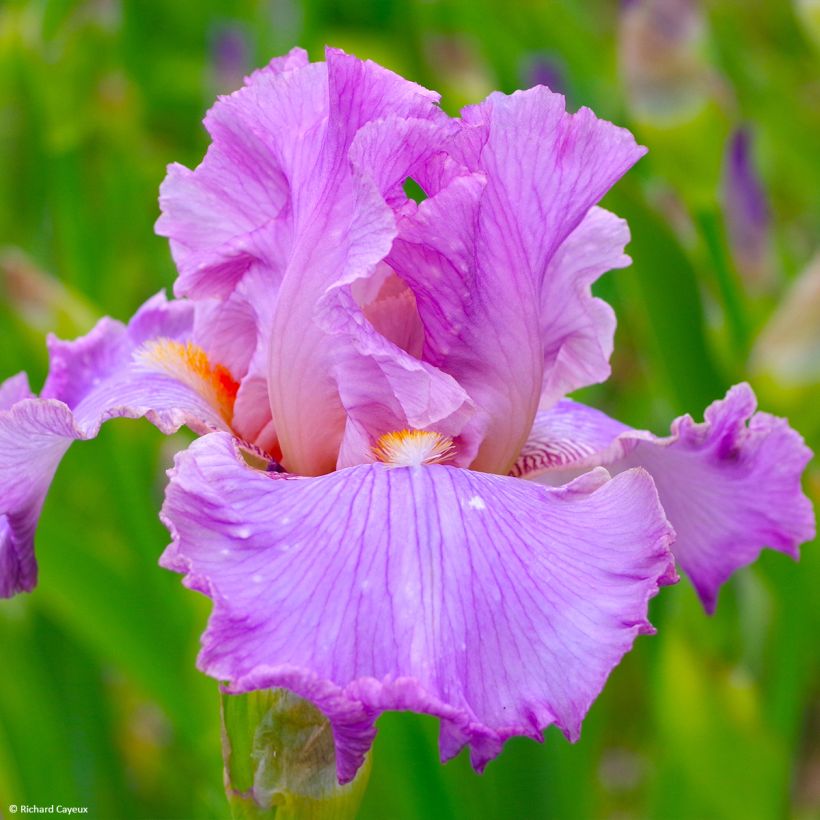 Iris germanica Effrontée (Floração)