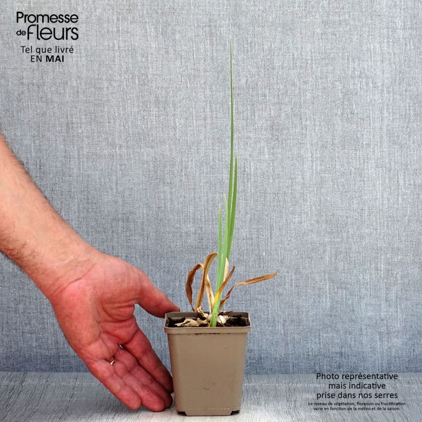 Amostra de Iris germanica En Ebullition Vaso de 8/9 cm tal como entregue na primavera