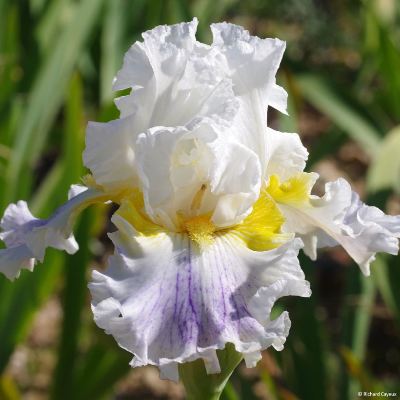 Iris germanica En Ebullition (Floração)