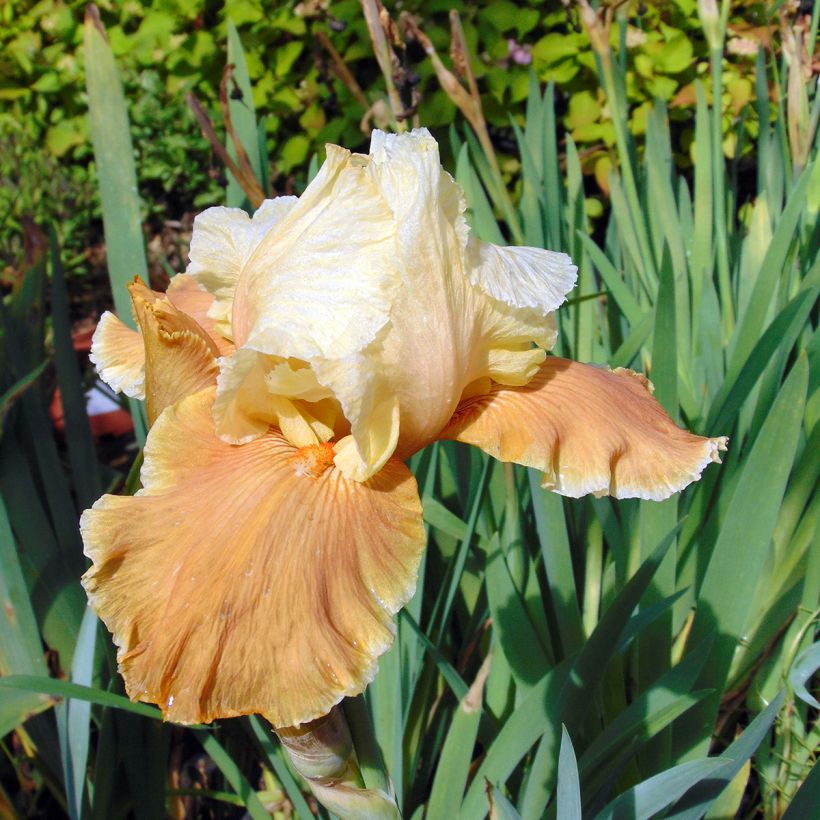 Iris germanica English Charm (Floração)
