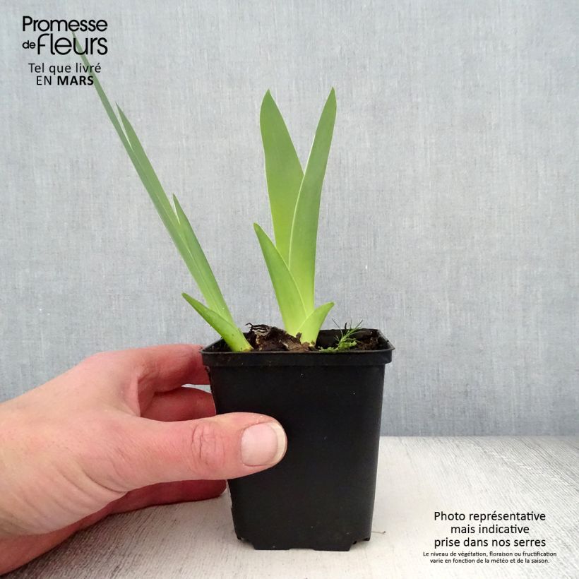 Amostra de Iris germanica English Charm - Iris des jardins remontant Rizoma, calibre 10/15, qualidade extra tal como entregue na primavera