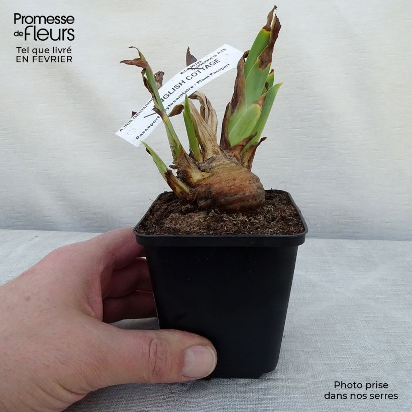 Amostra de Iris germanica English cottage - Iris des jardins remontant Vaso de 8/9 cm tal como entregue no inverno