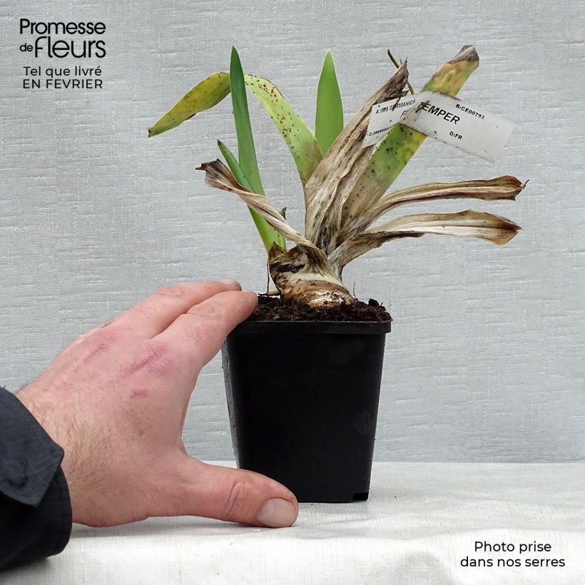 Amostra de Iris germanica Fiery Temper - Iris des Jardins Vaso de 8/9 cm tal como entregue no inverno