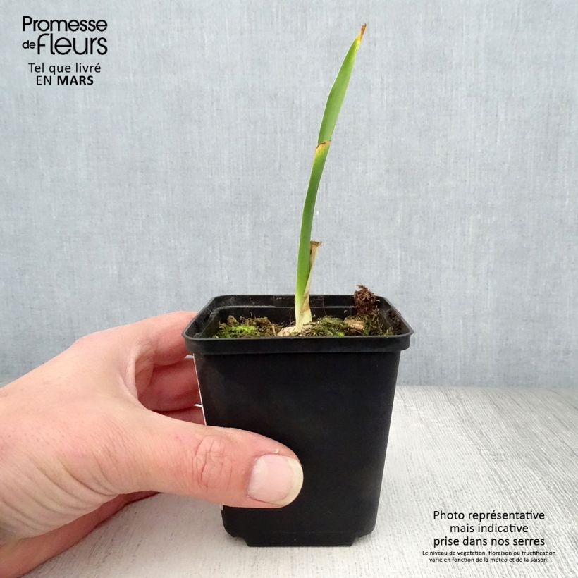 Amostra de Iris germanica Fiery Temper Vaso de 8/9 cm tal como entregue na primavera