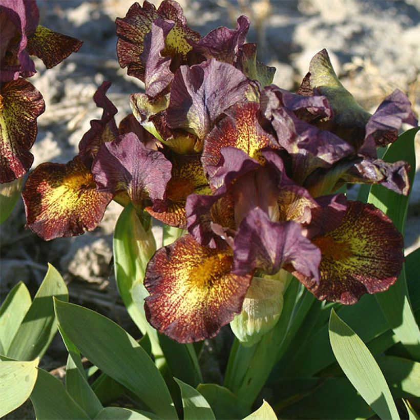 Iris germanica Firestorm (Floração)